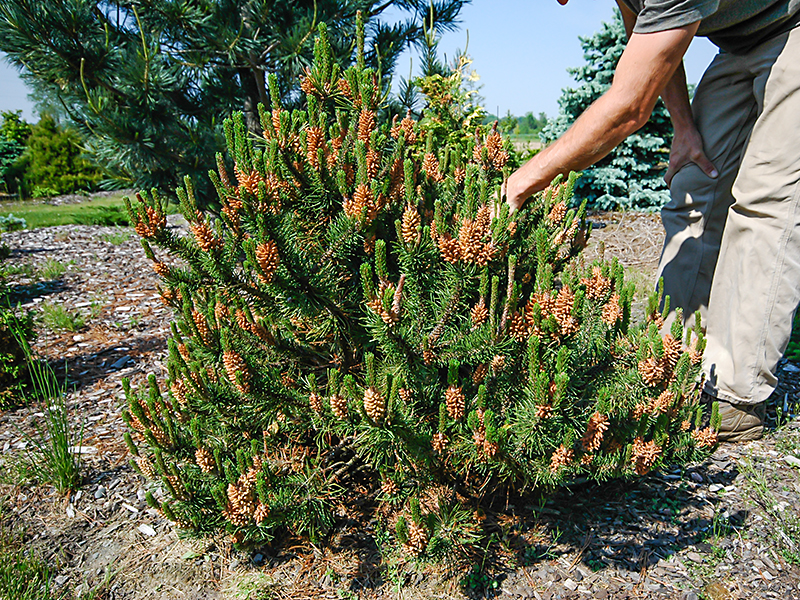 Pinus contorta Spaans Dwarf WG-frm-1.JPG